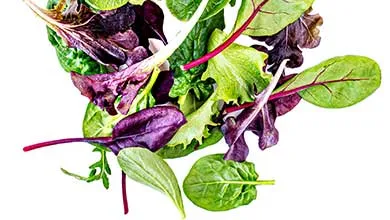 Close-up of assorted fresh salad greens with green and purple leaves and red stems on a white background.